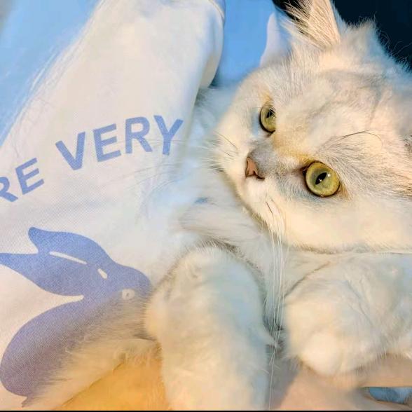 小懒猫