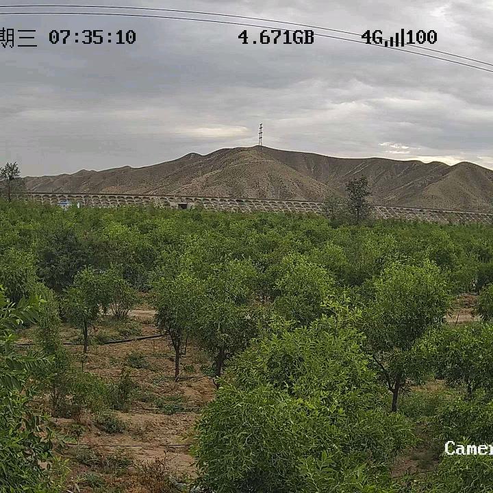 灵武山下石头缝长红枣