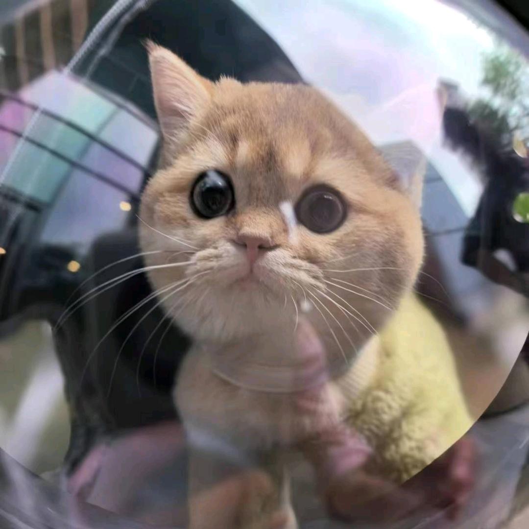 小灰毛༒