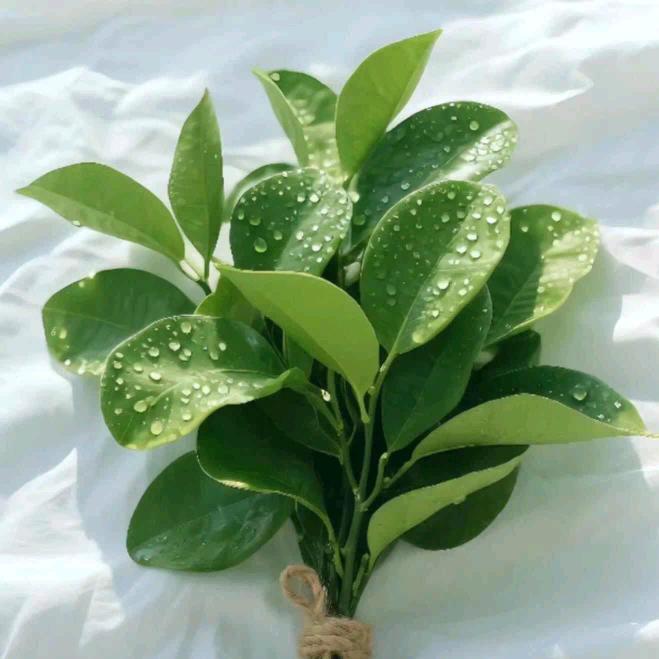 疯狂大蟑螂