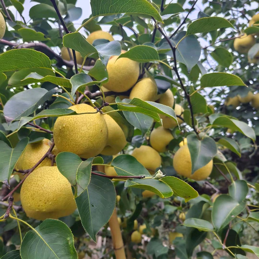 砀山酥梨