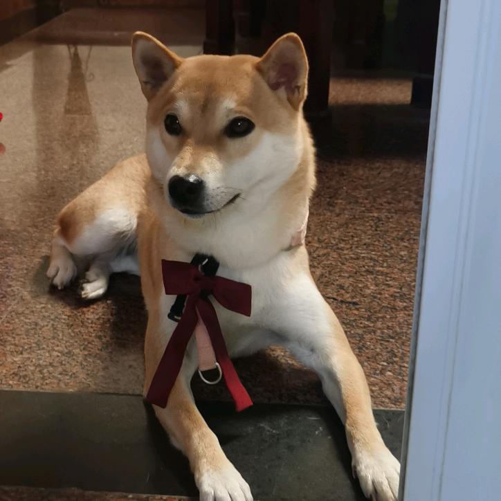 南栀