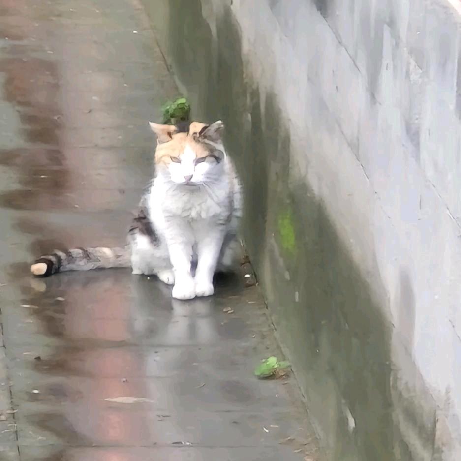 小kun
