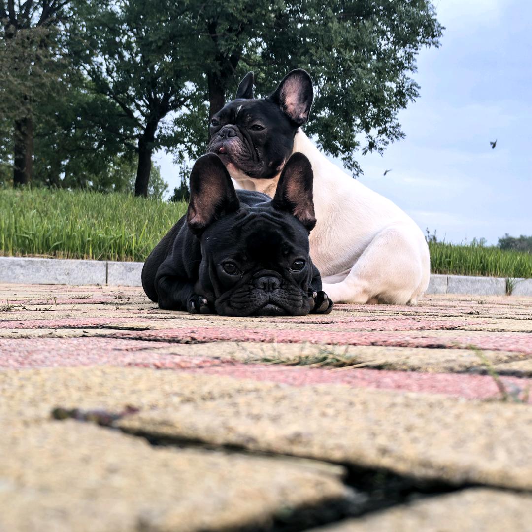 法斗界的拉布布