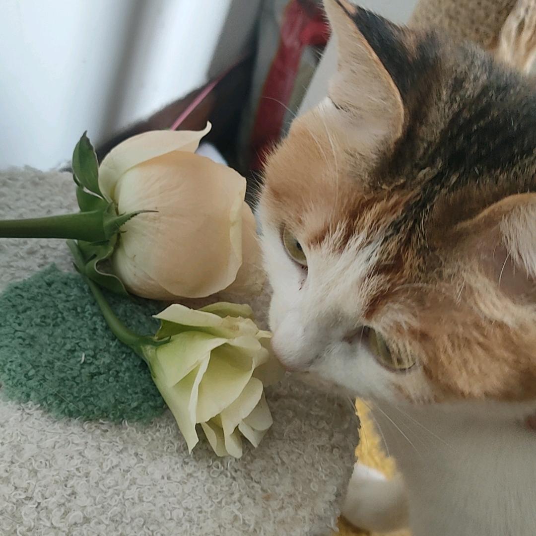 是彩狸不是三花🐈