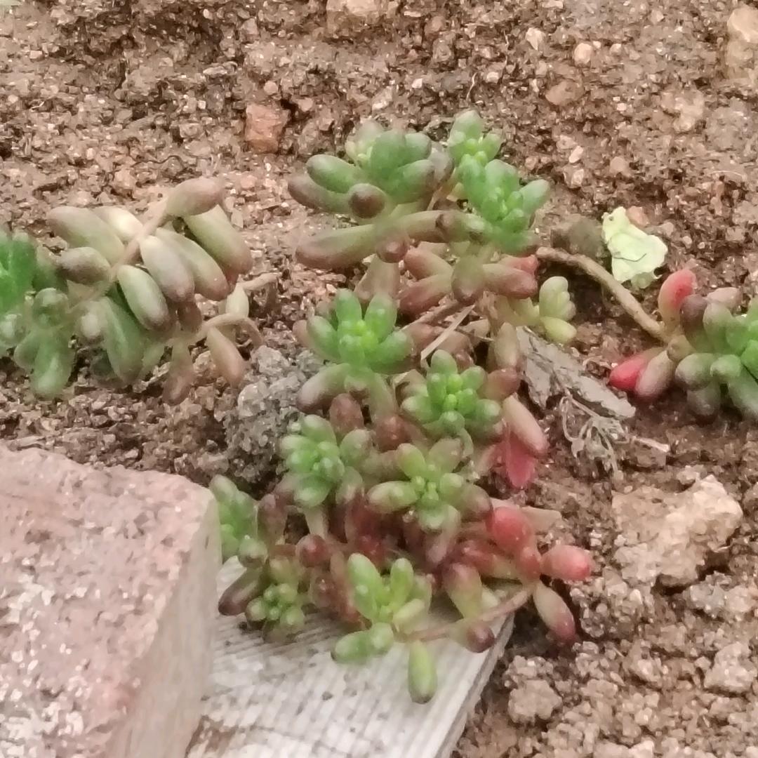 陈家五姐妺二姑娘