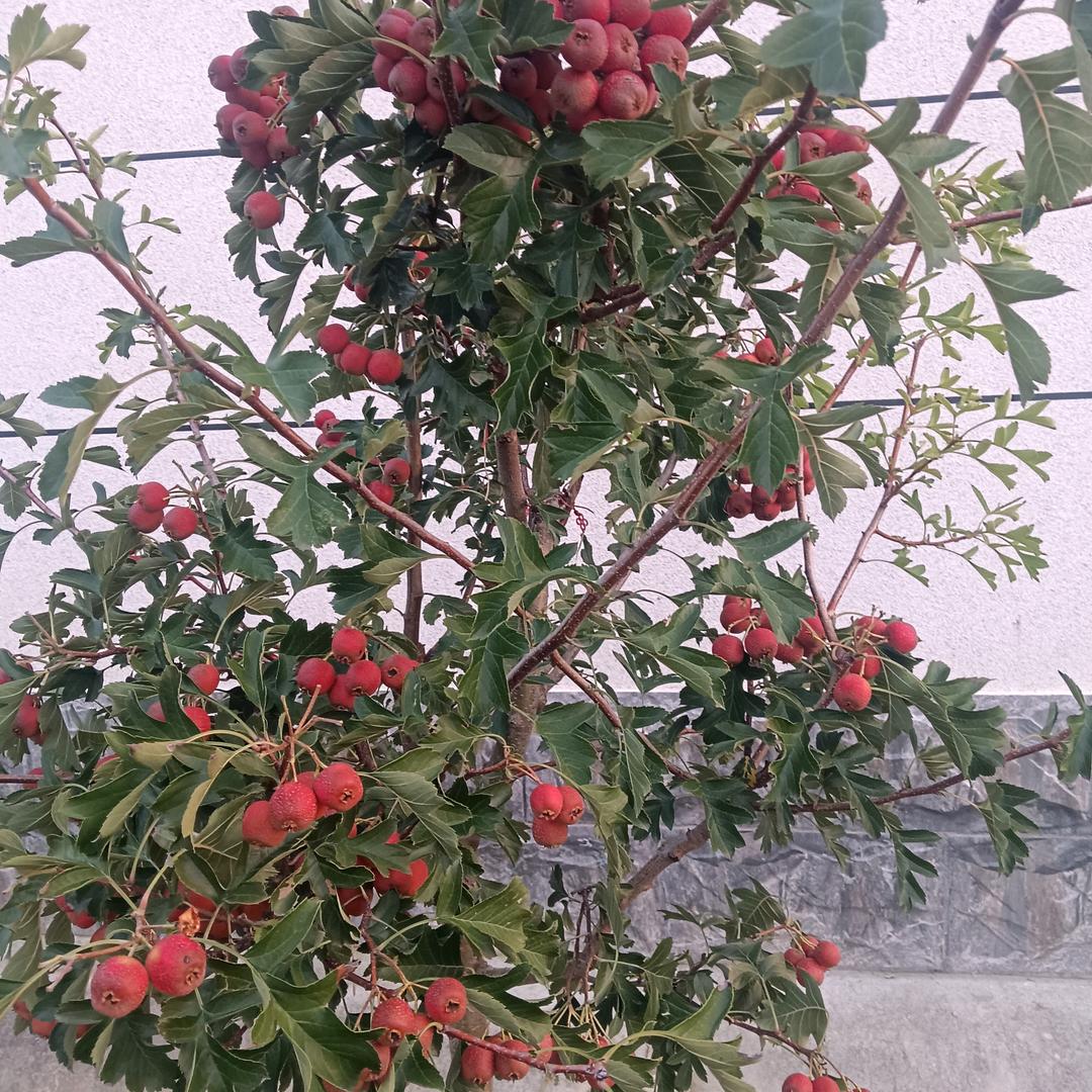 (๑•̀ㅂ格局人生•́)و✧乄㥐