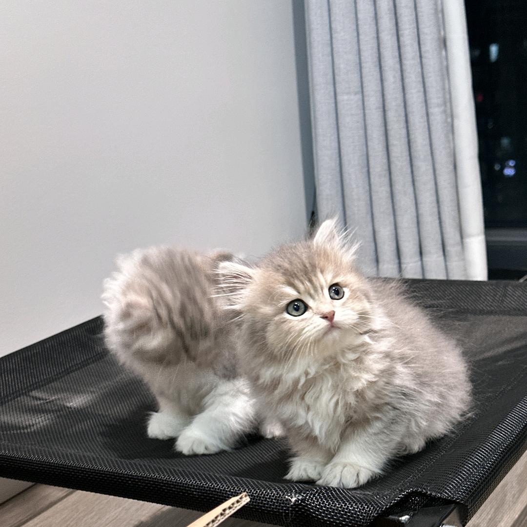 麻辣香蕉长颈鹿