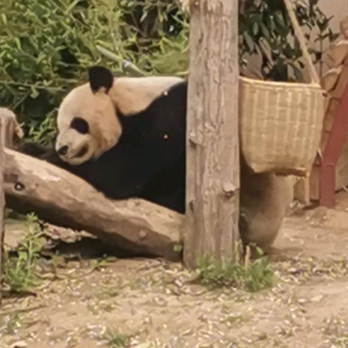 沙漠骆驼