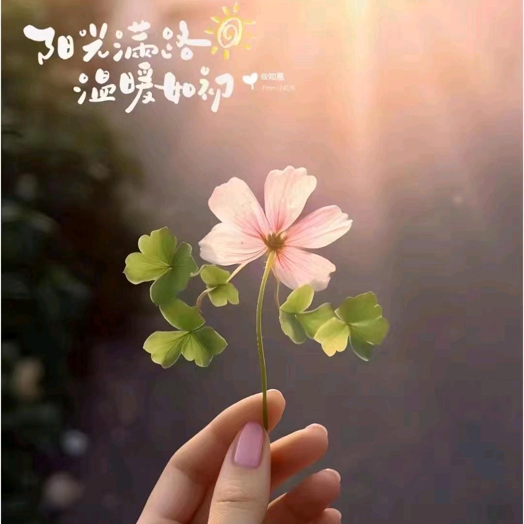 独兰记忆