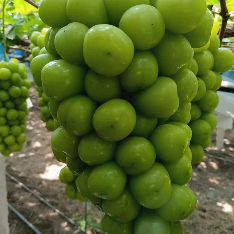 阳光玫瑰，疏果