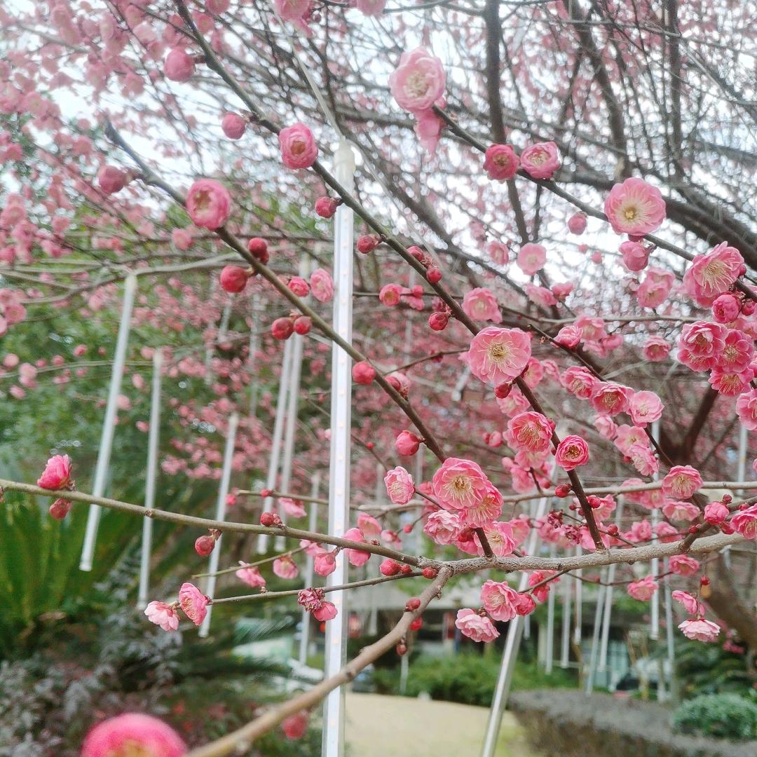 桃花🌸碎雨