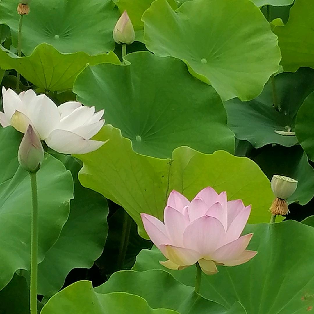 葵花籽