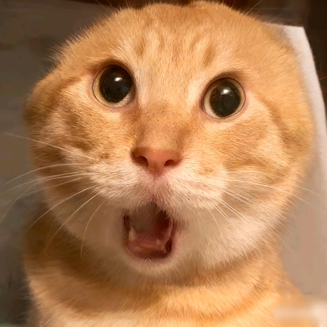 哈基🦐