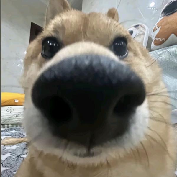 喵喵喵喵喵喵喵