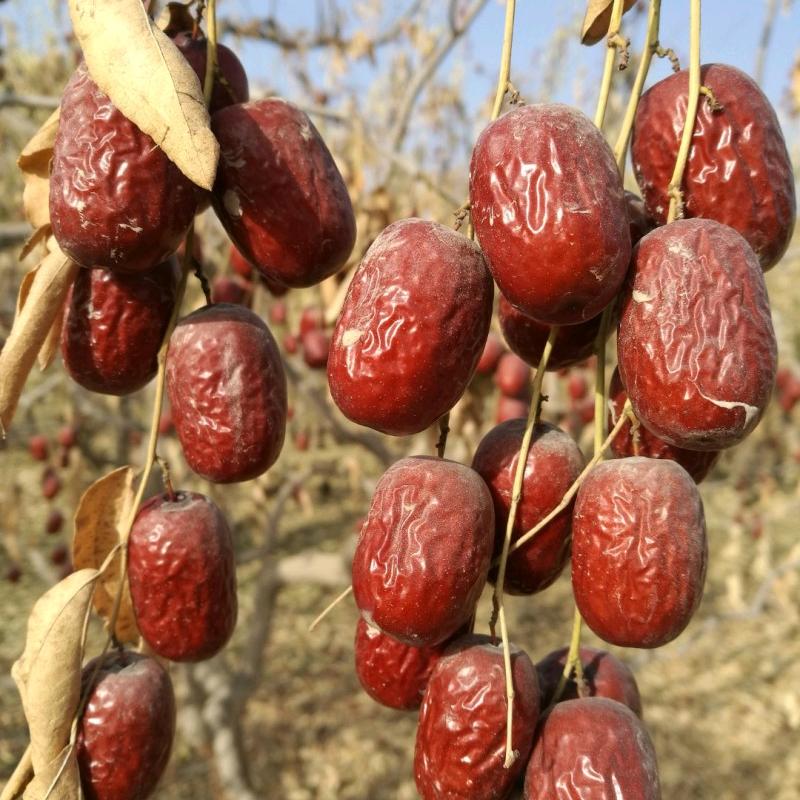 红枣