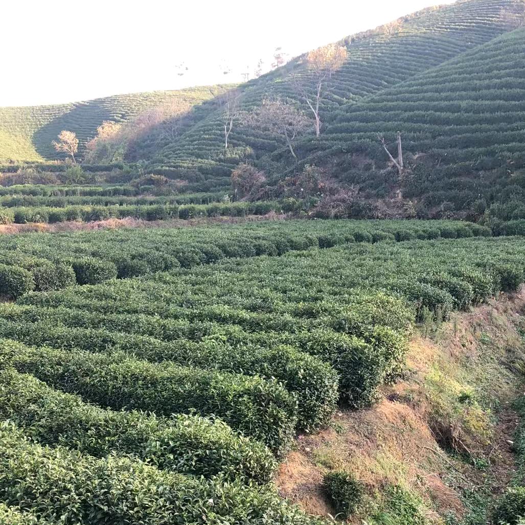 伯爵茶業吴哥
