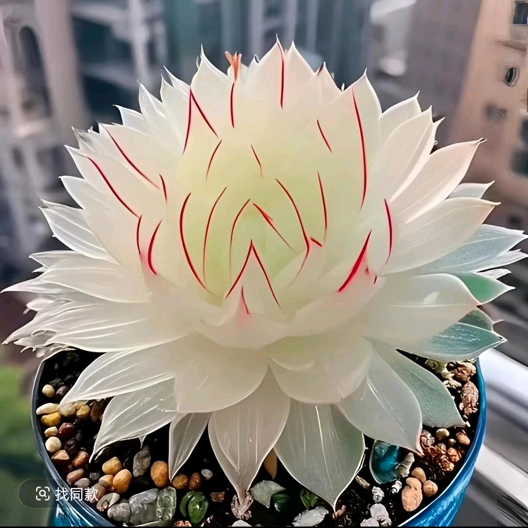 @🚬〆马🐴年🍶⃟で好࿐运ღ᭄