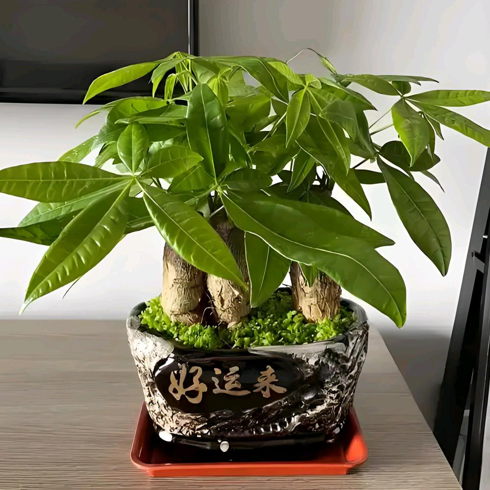 旺财多多