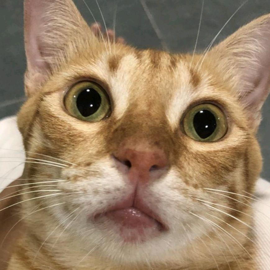 猫奴三娘子
