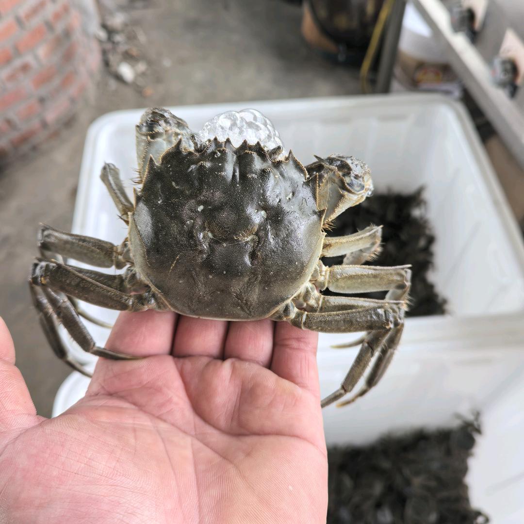 小杜