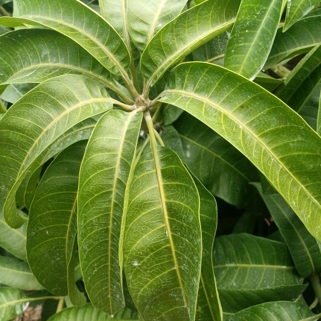 好的