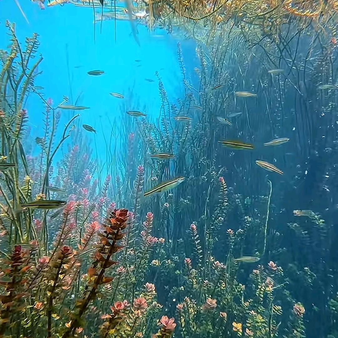 海之声