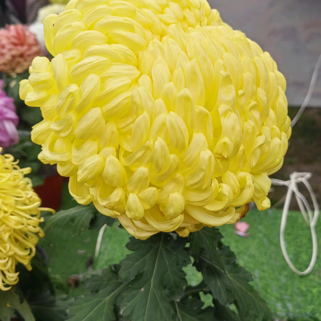 越来越🇨🇳好666