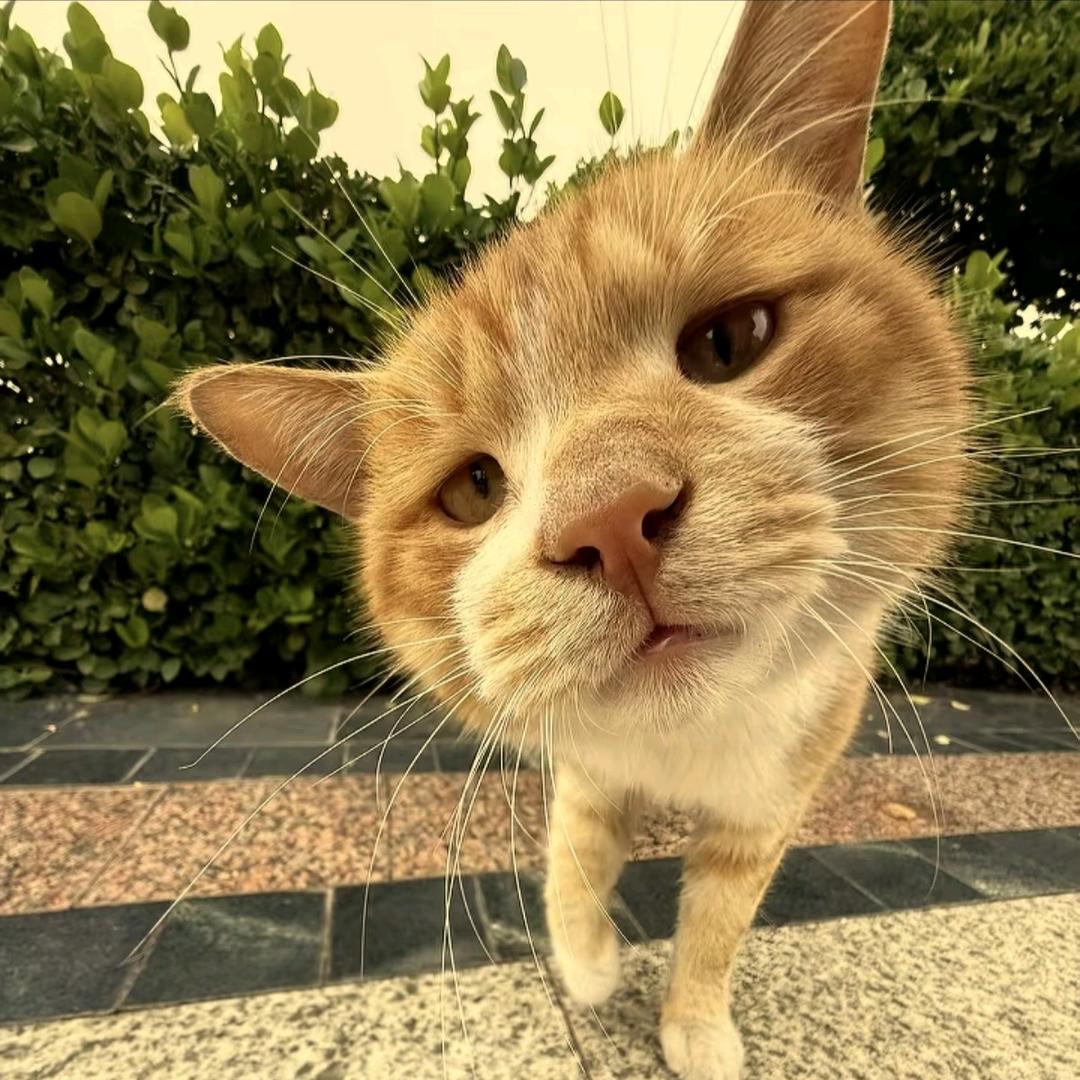 ₍˄·͈༝·͈˄*₎◞ ̑̑