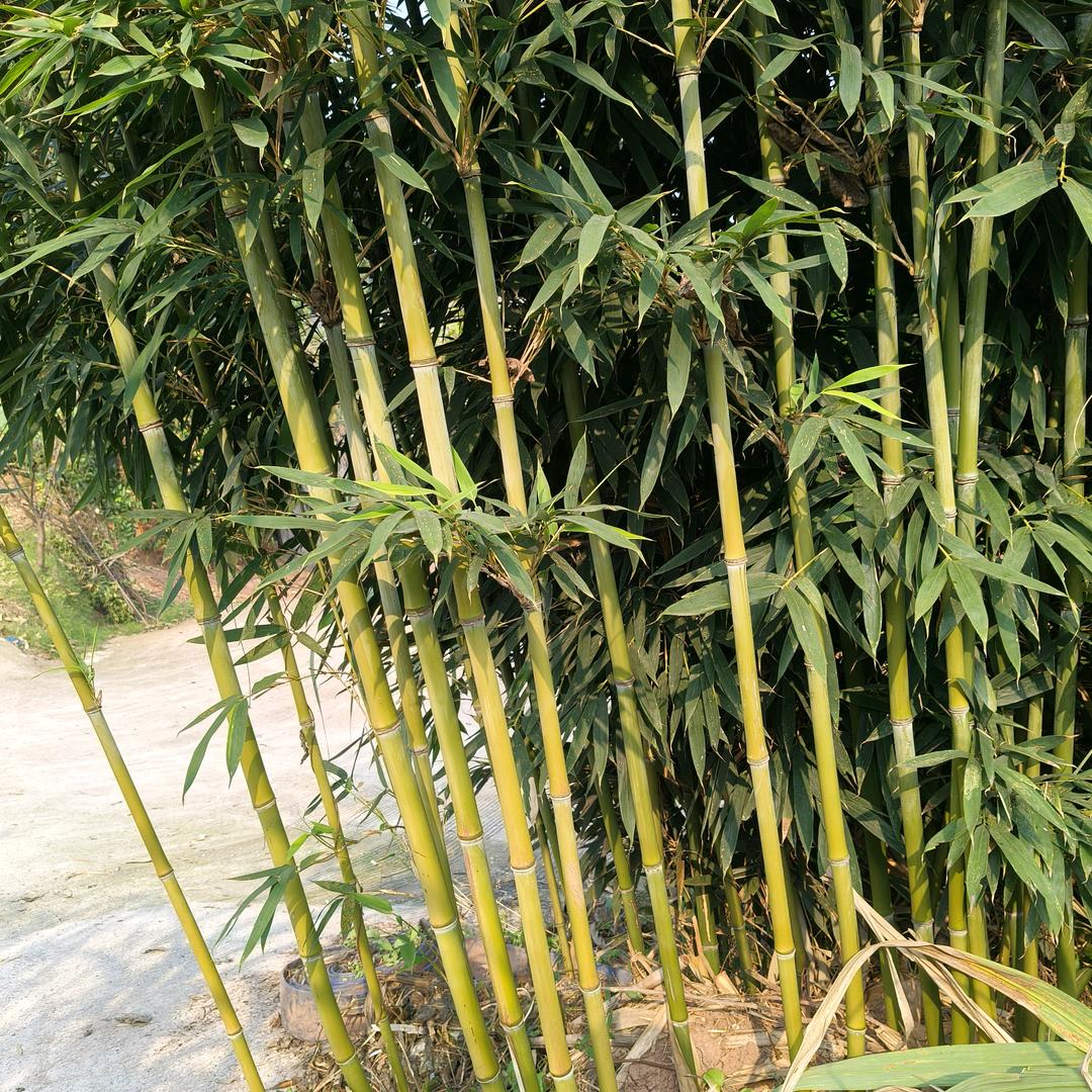 老刘头