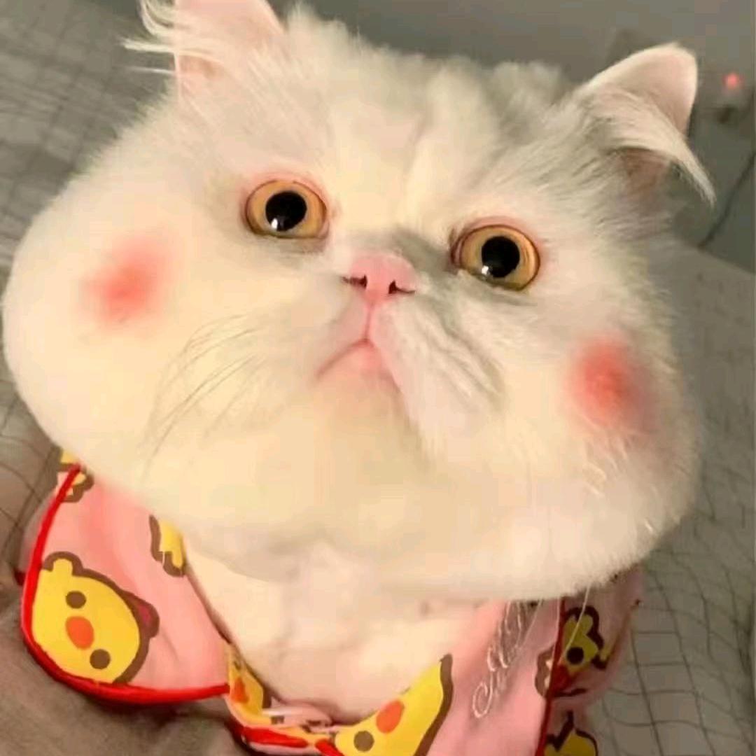 ꒰ঌ每天都好困 💤