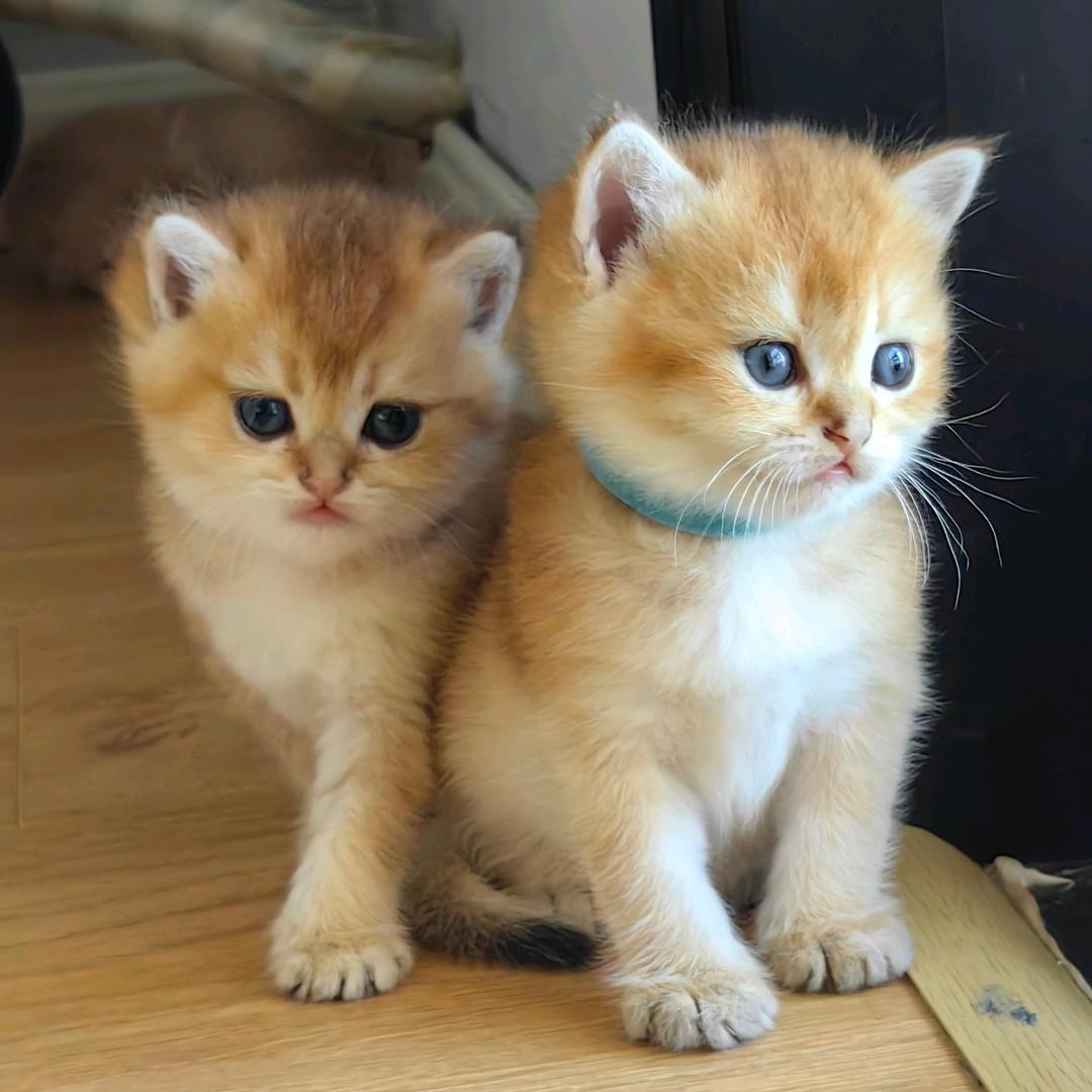 杭州湾蜗牛家的猫