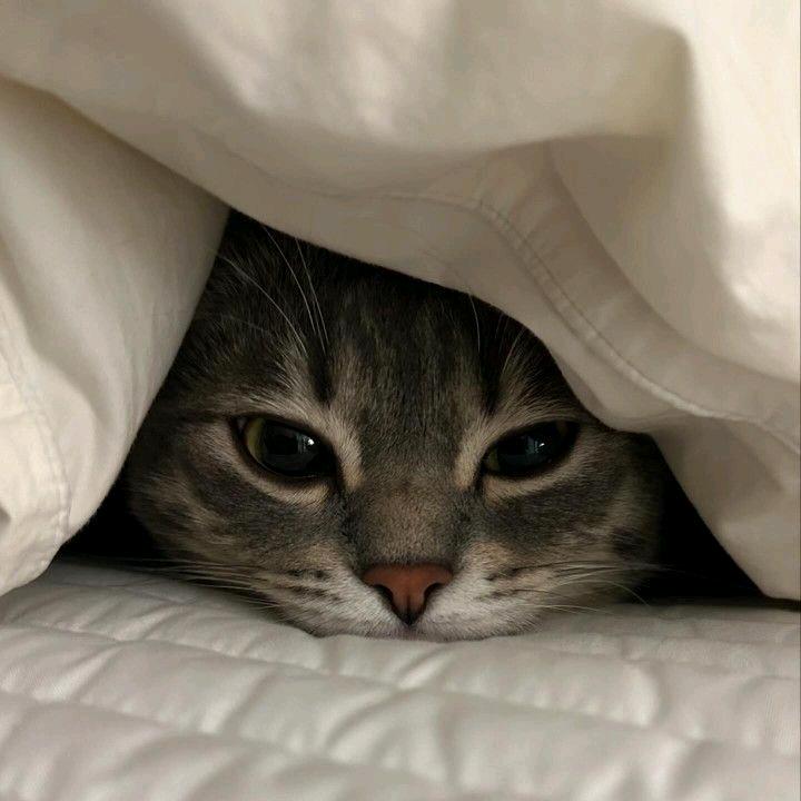 ʢᴗ.ᴗʡᶻ