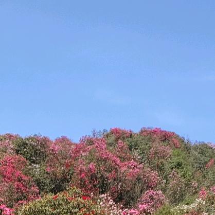 小棉袄👧满意（孕中期）