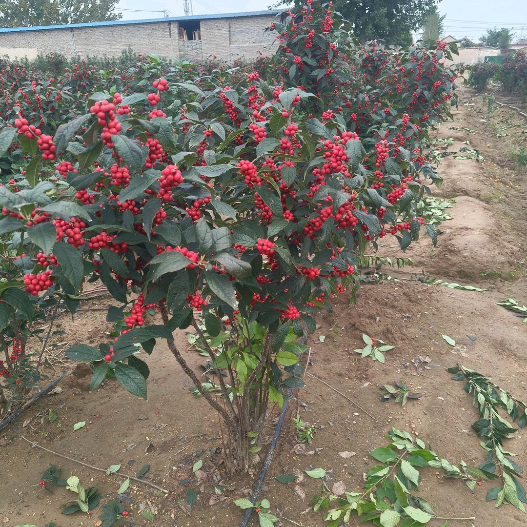 凤起北美冬青繁育基地
