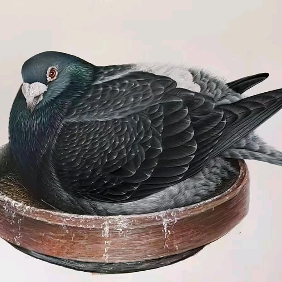 爱鸽者联盟团队