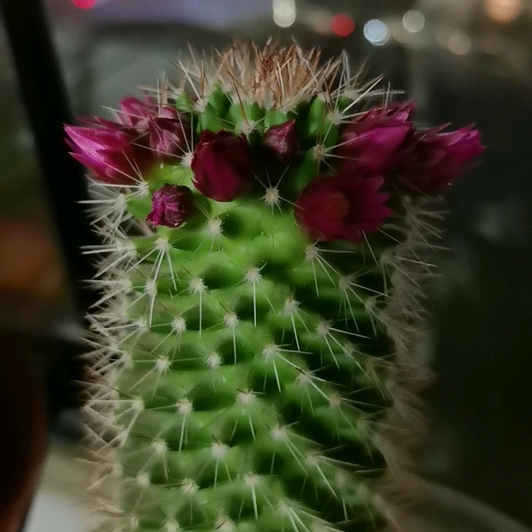 韵寒