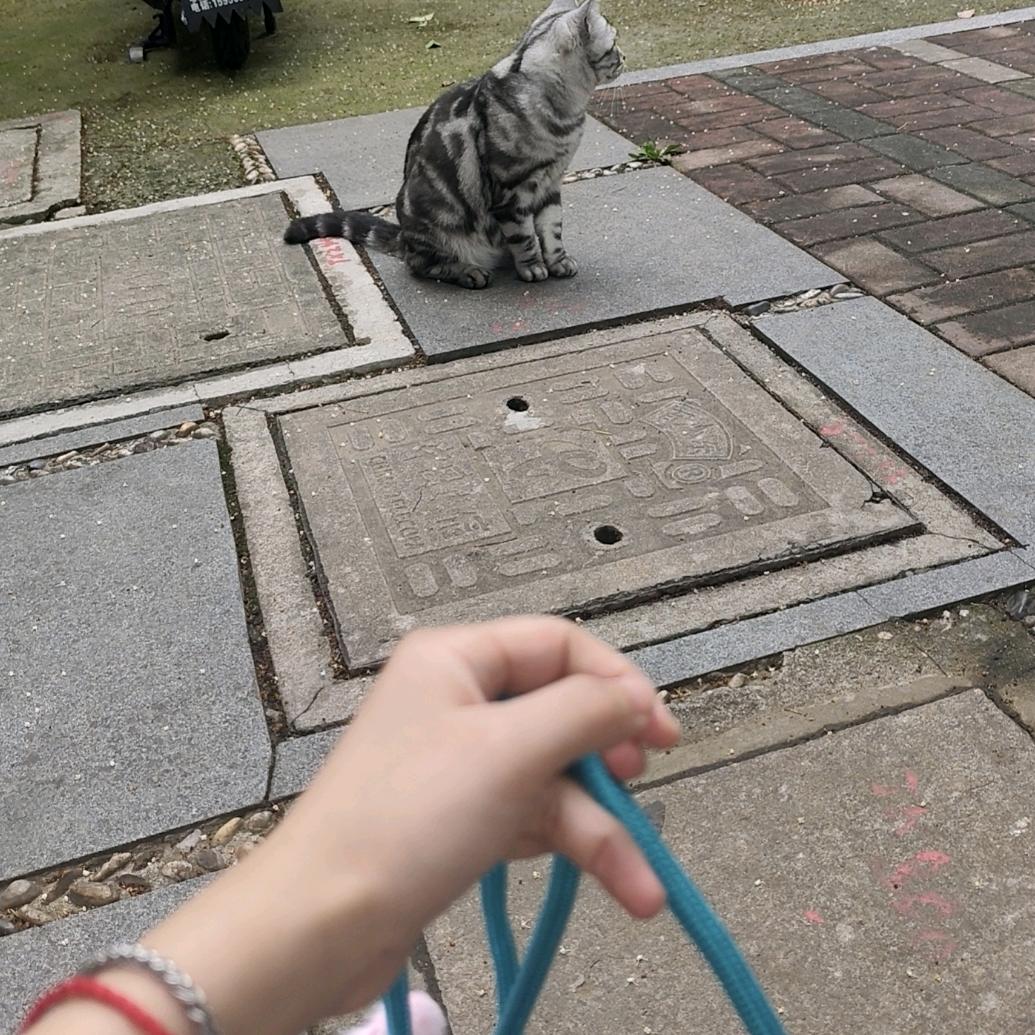 拖猫带狗二十八