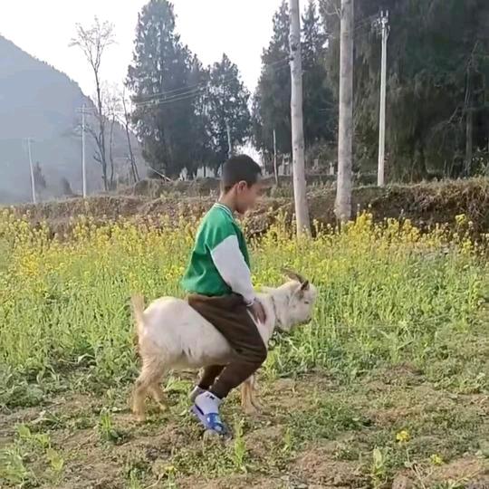 贵州 铜仁  啊锅