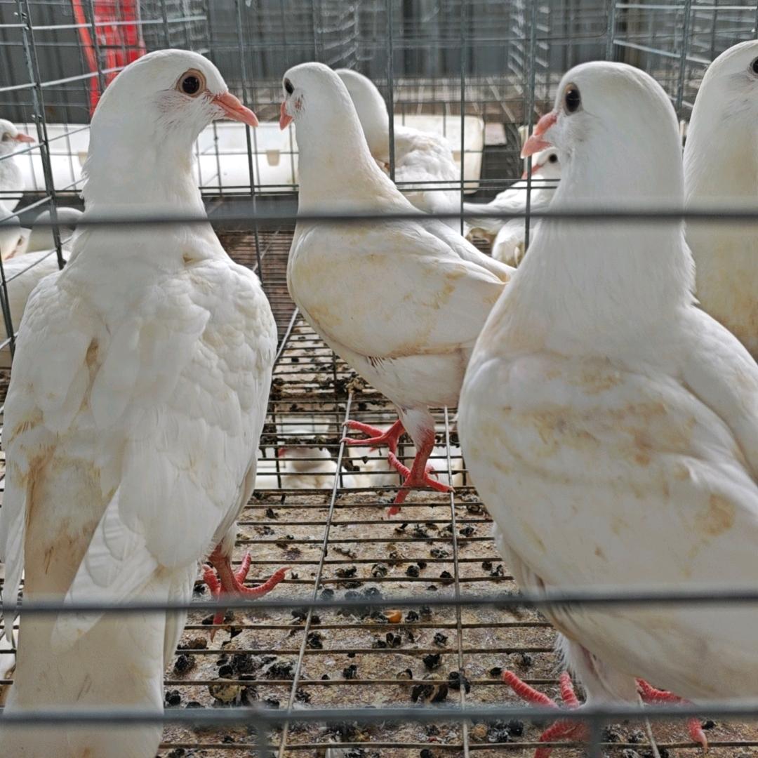 鸽行天下(养鸽场，屠宰场)