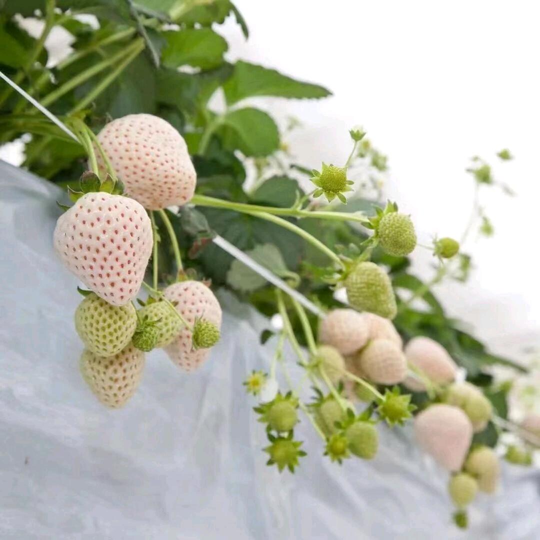 80后种草莓