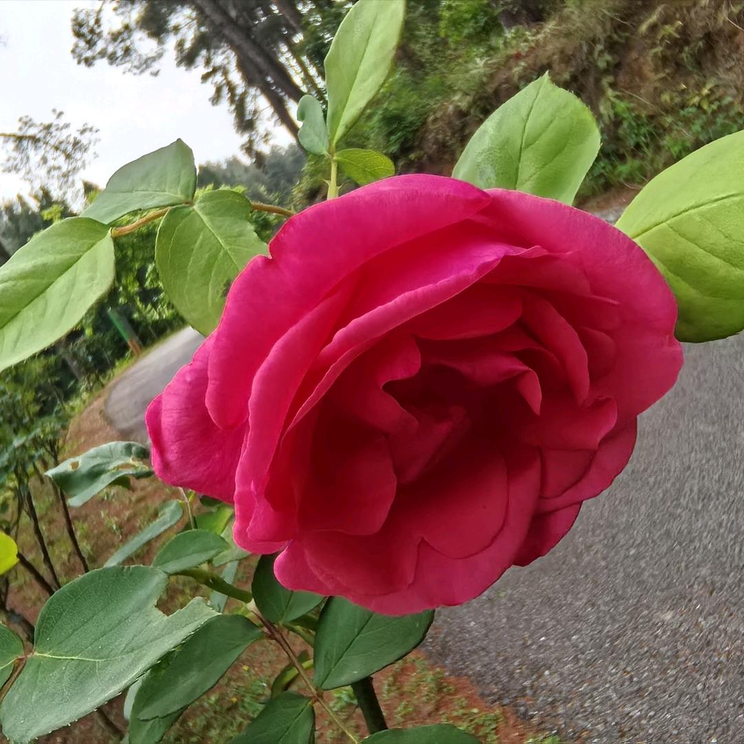 小厨人生