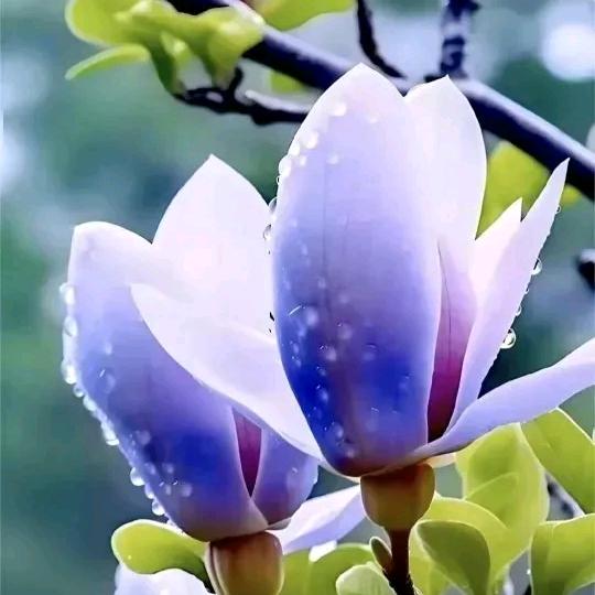 兰花花