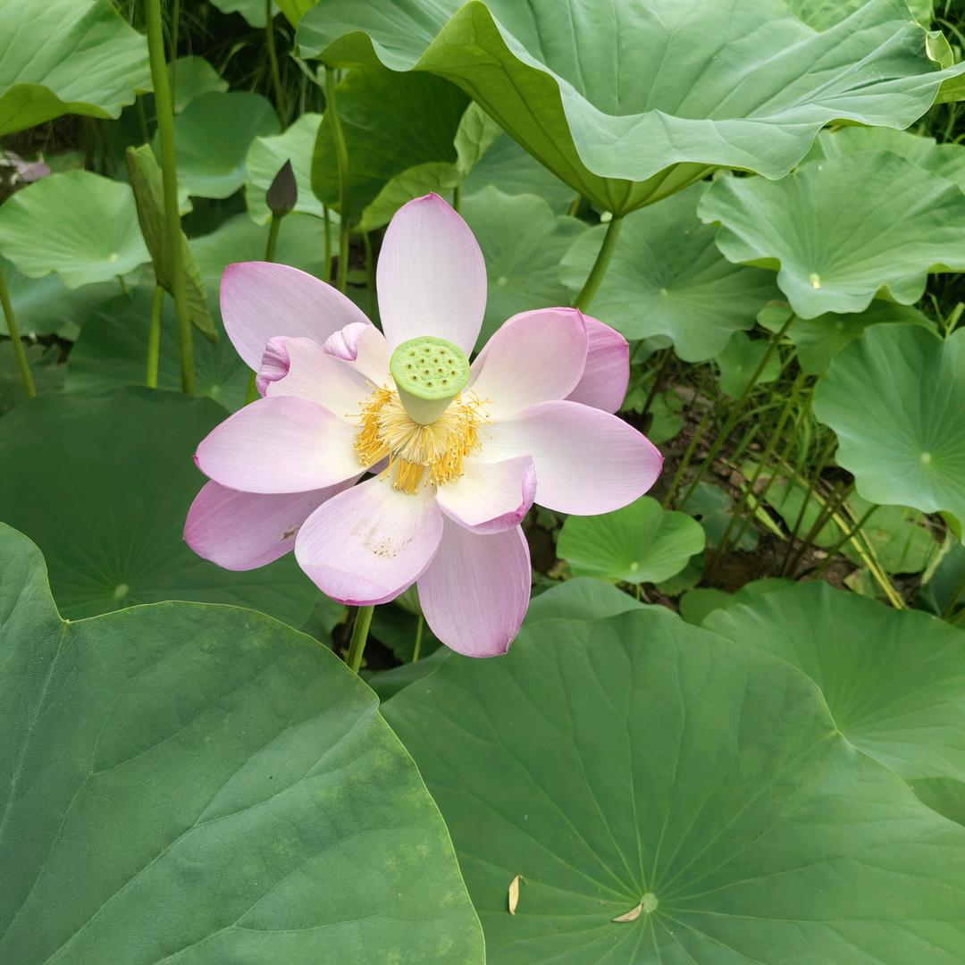 蝶恋花