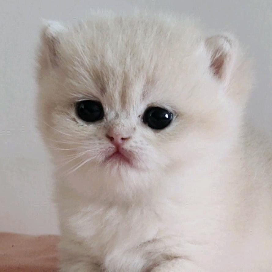 四叶草🍀猫舍