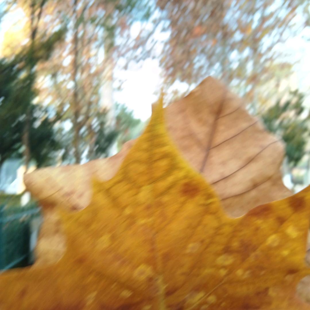🍁🍂