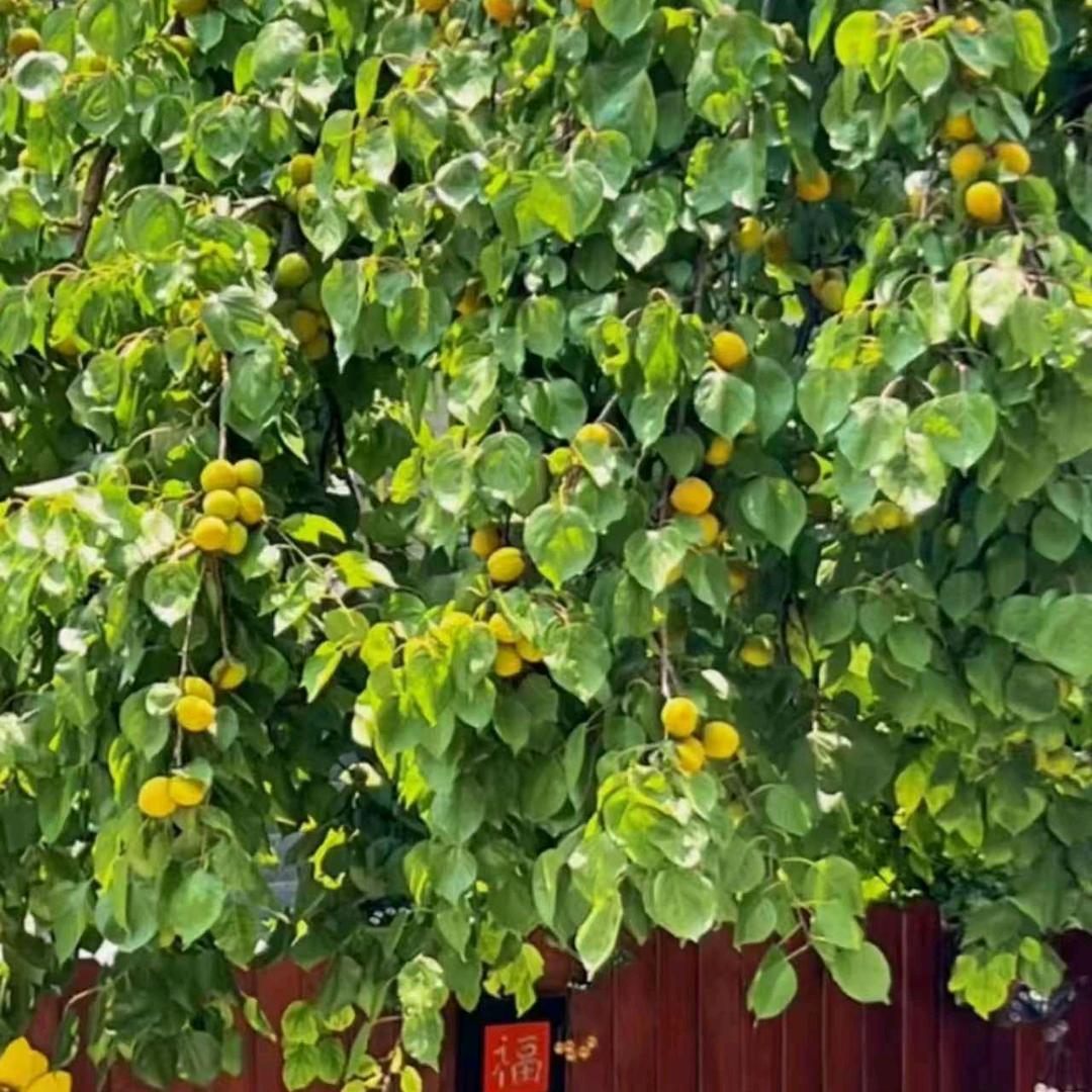 🍎龙栖上境-莉彩