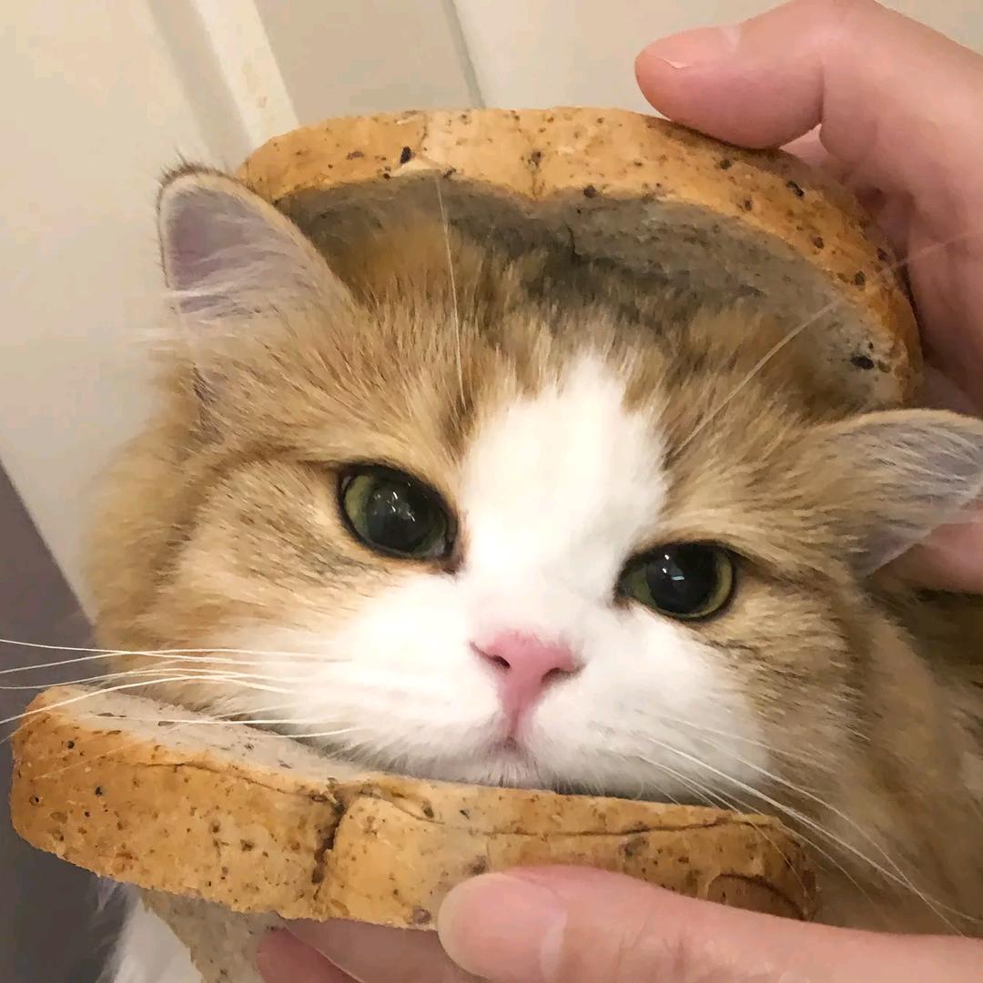 猫meme小剧场