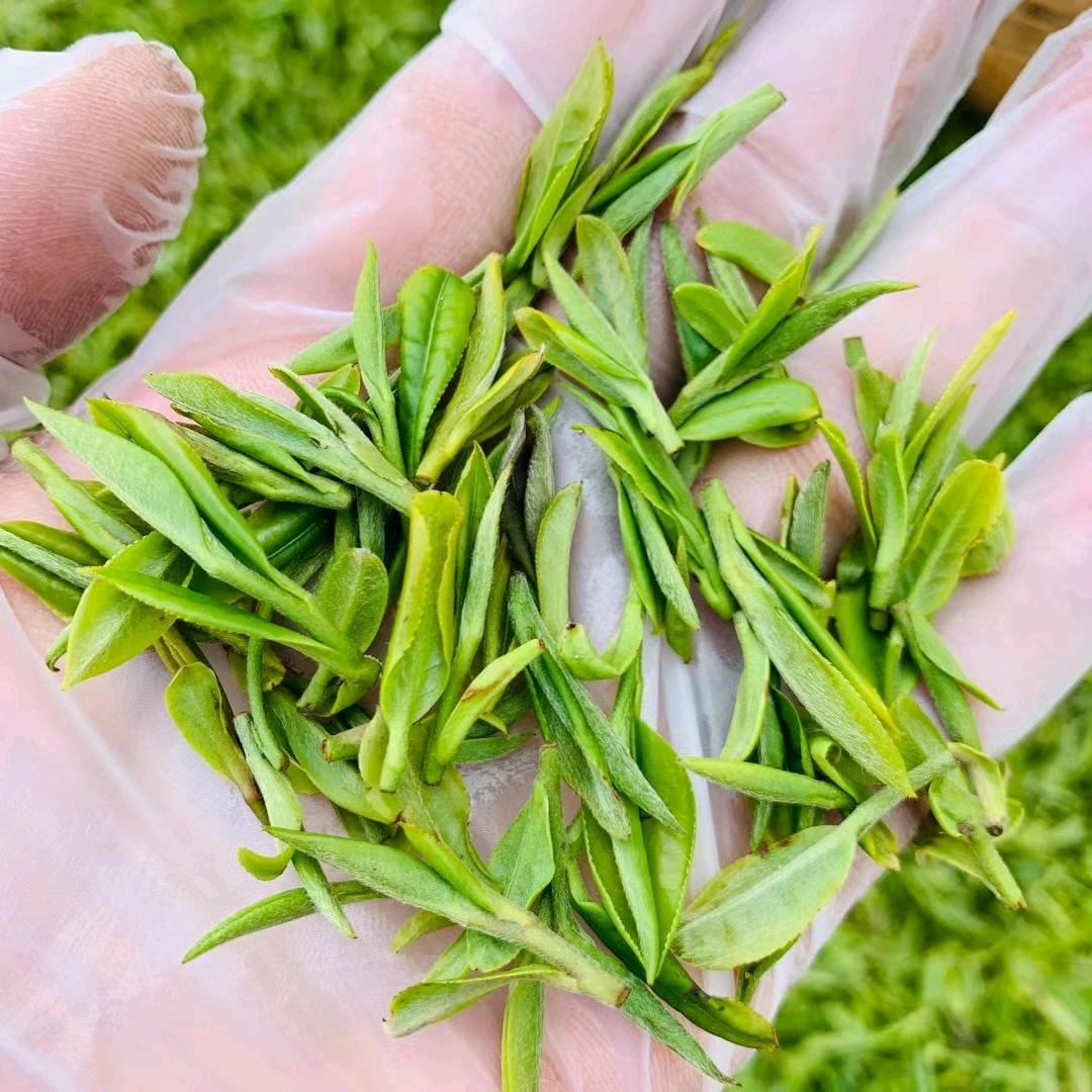 巨峰薄家口茗茶