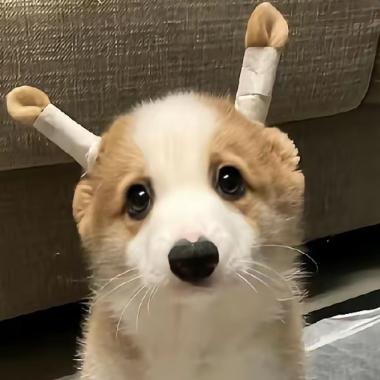 禾